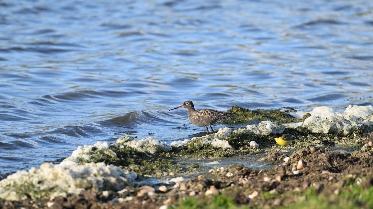 Spotted Redshank - ML640371555