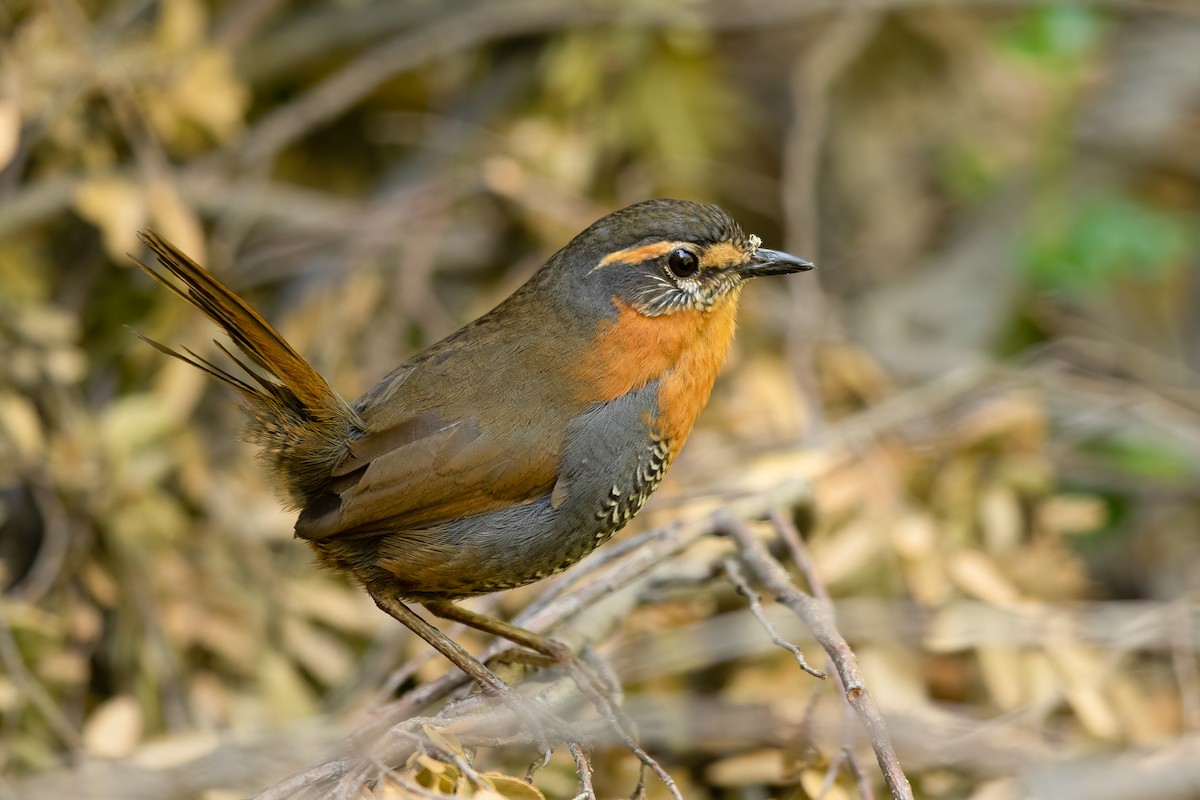 Chucao Tapaculo - ML640371588