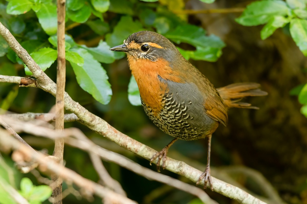 Chucao Tapaculo - ML640371589