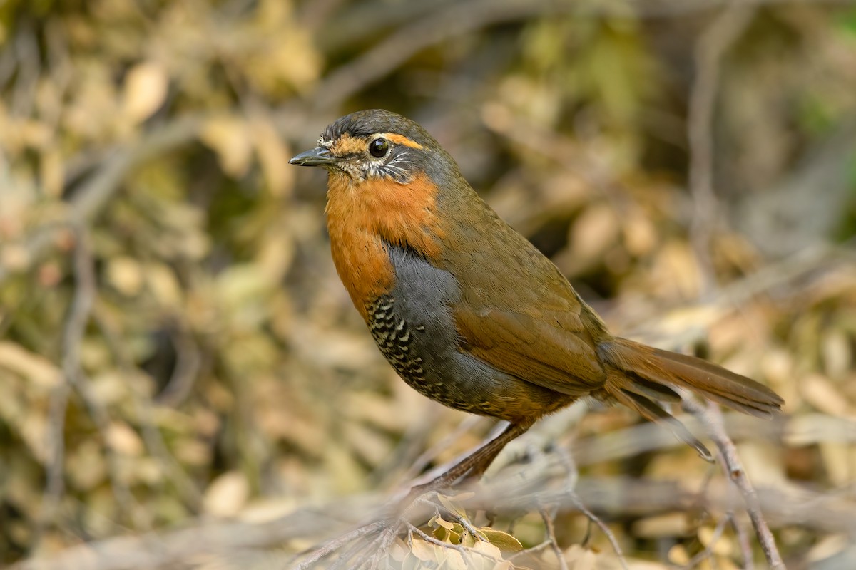 Chucao Tapaculo - ML640371591