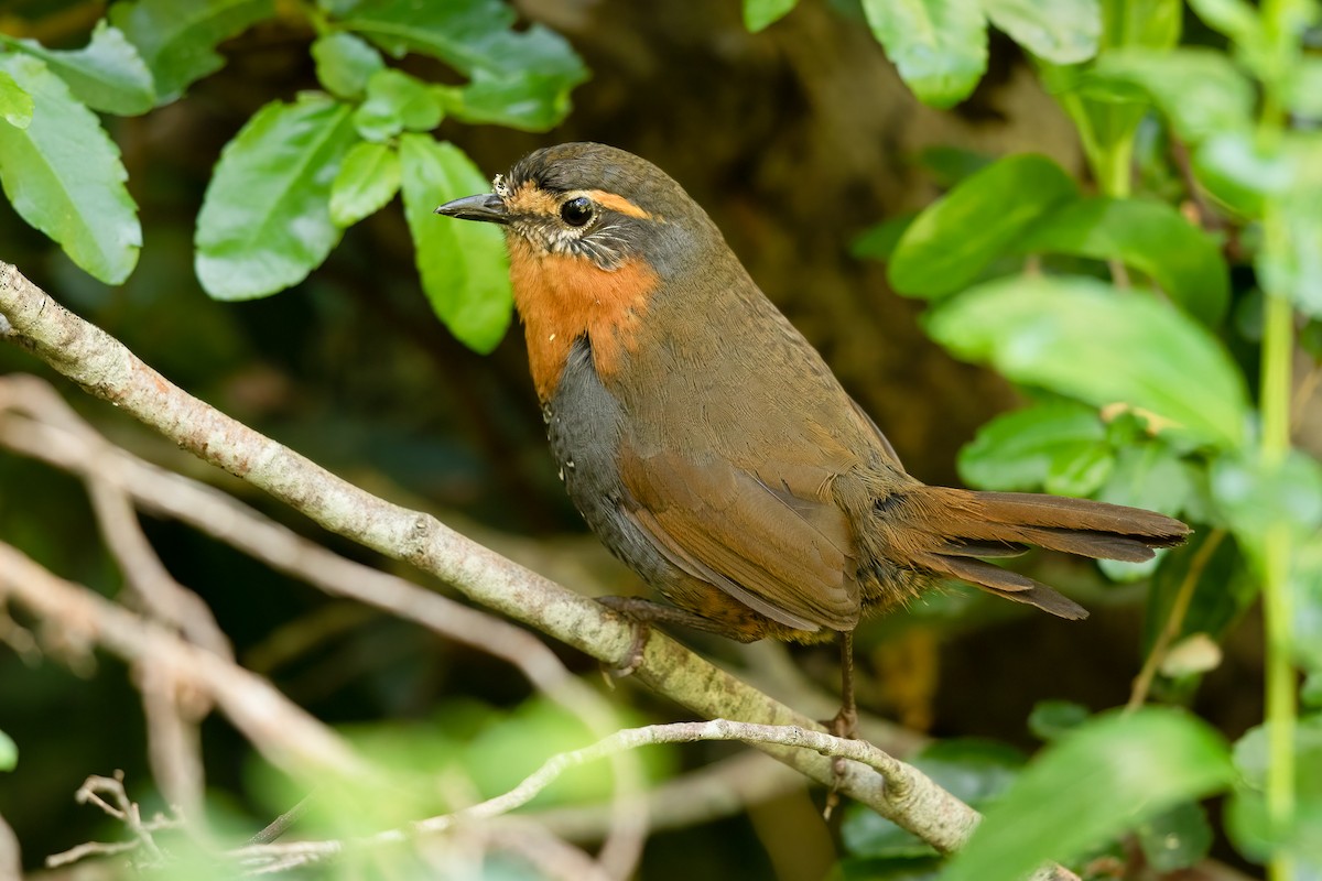 Chucao Tapaculo - ML640371592