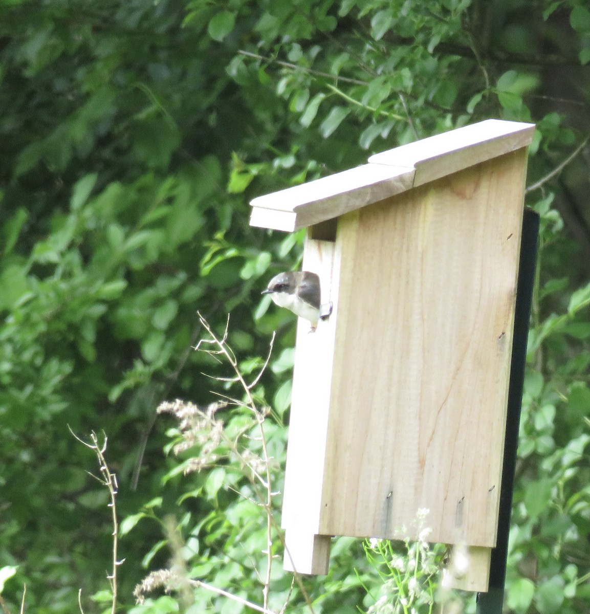 Tree Swallow - ML640371593