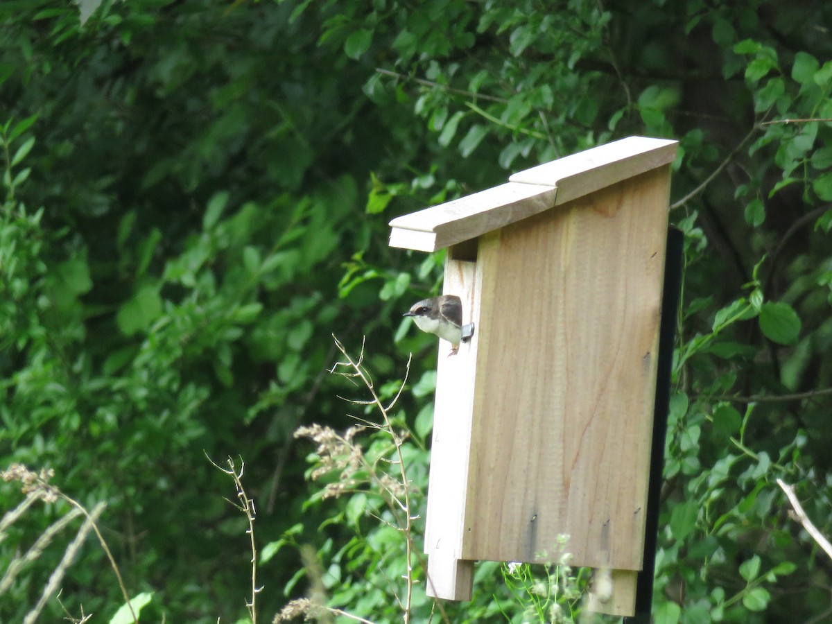 Tree Swallow - ML640371594