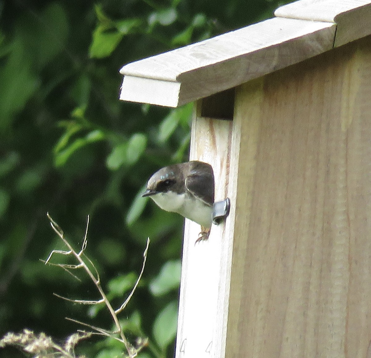 Tree Swallow - ML640371625
