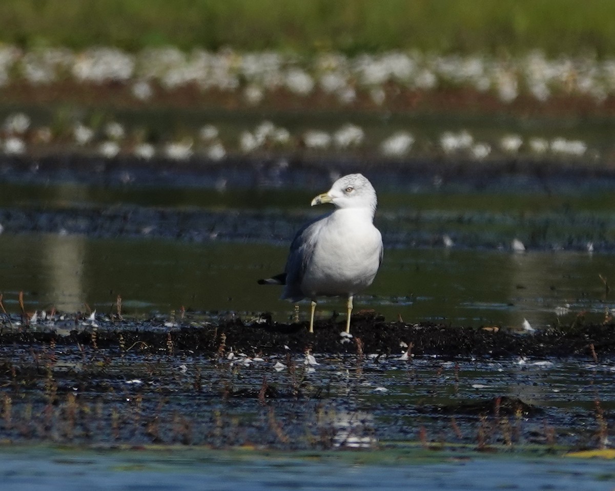 racek kroužkozobý - ML640371629