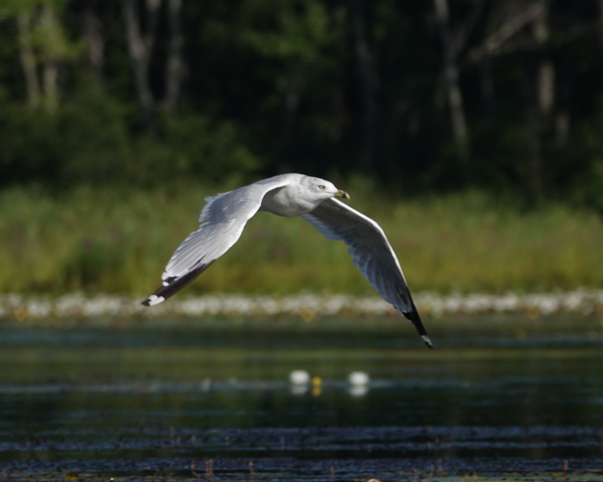 racek kroužkozobý - ML640371630