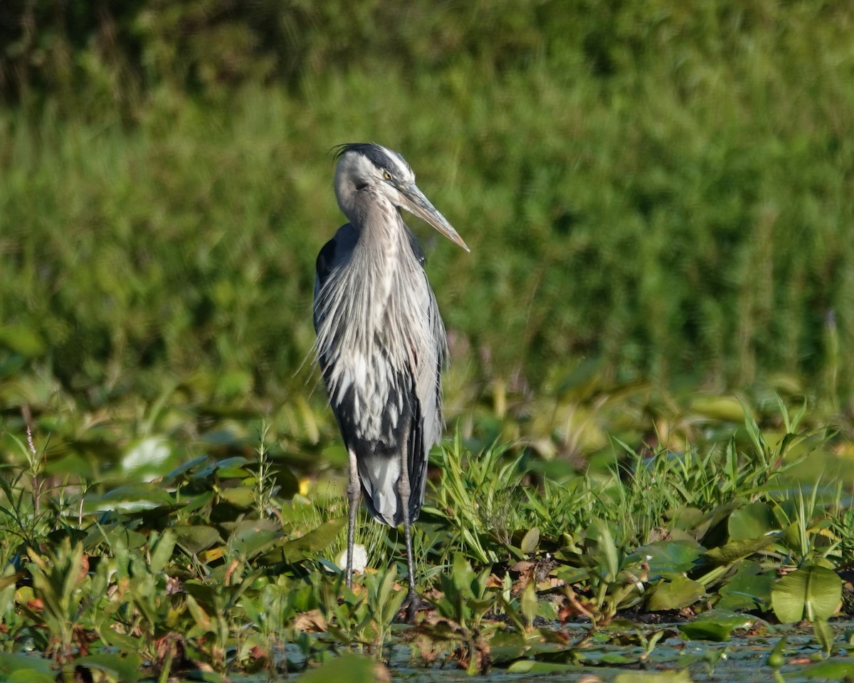 volavka velká - ML640371636