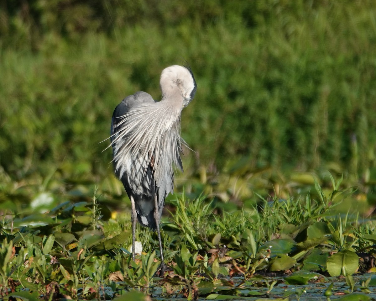 volavka velká - ML640371637