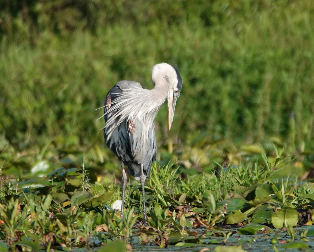 volavka velká - ML640371638