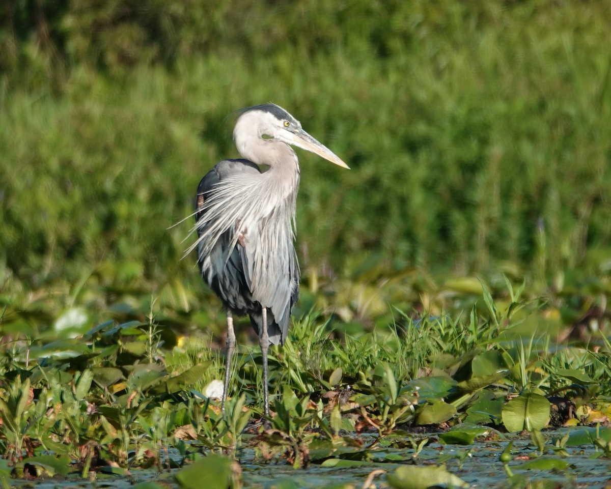 volavka velká - ML640371639