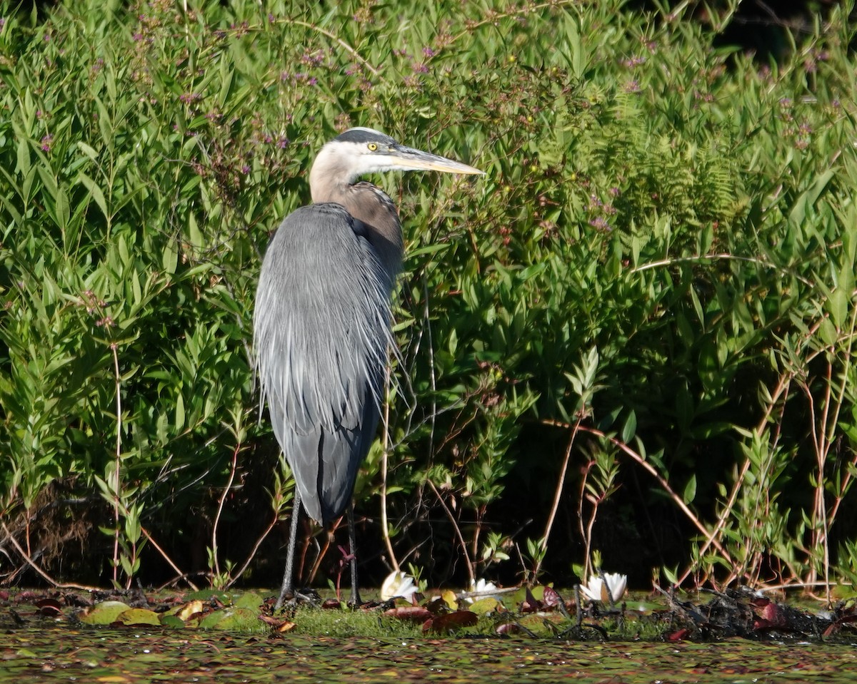 volavka velká - ML640371640