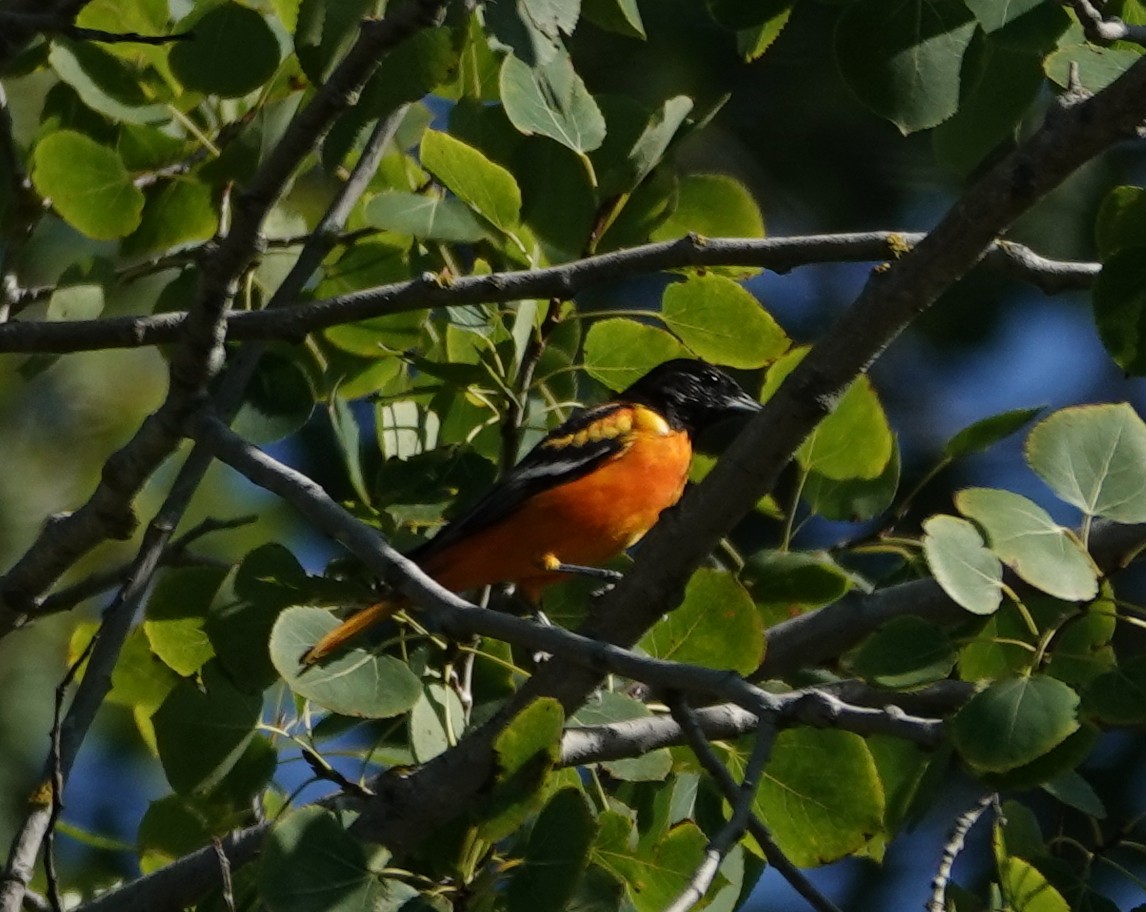 trupiál baltimorský - ML640371650