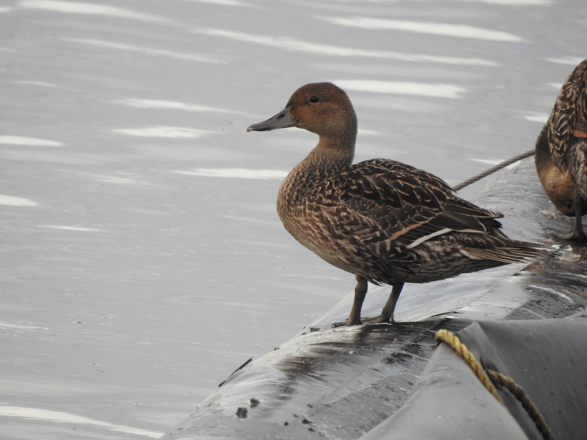 Northern Pintail - ML640371665