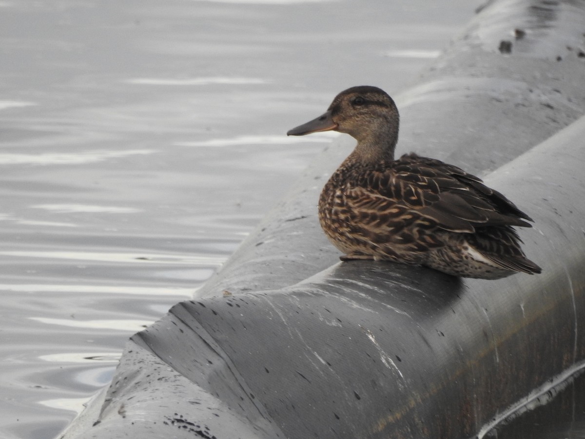 Green-winged Teal - ML640371669