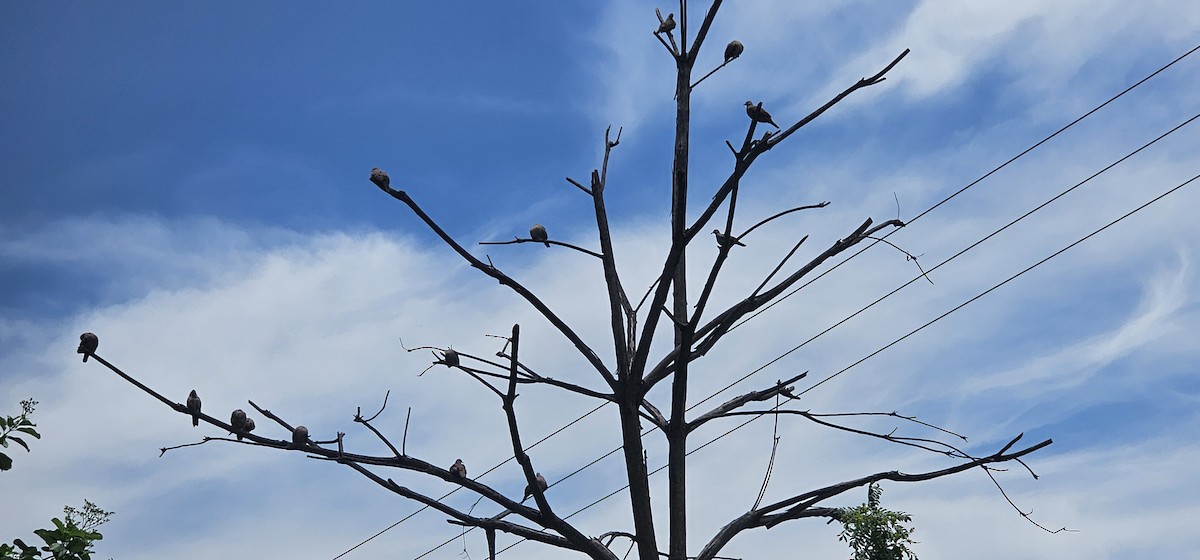 Ruddy Ground Dove - ML640371678