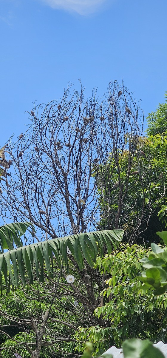Ruddy Ground Dove - ML640371679