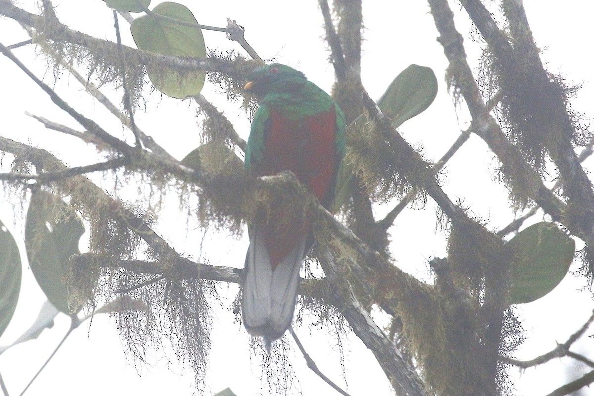 Crested Quetzal - ML640371683