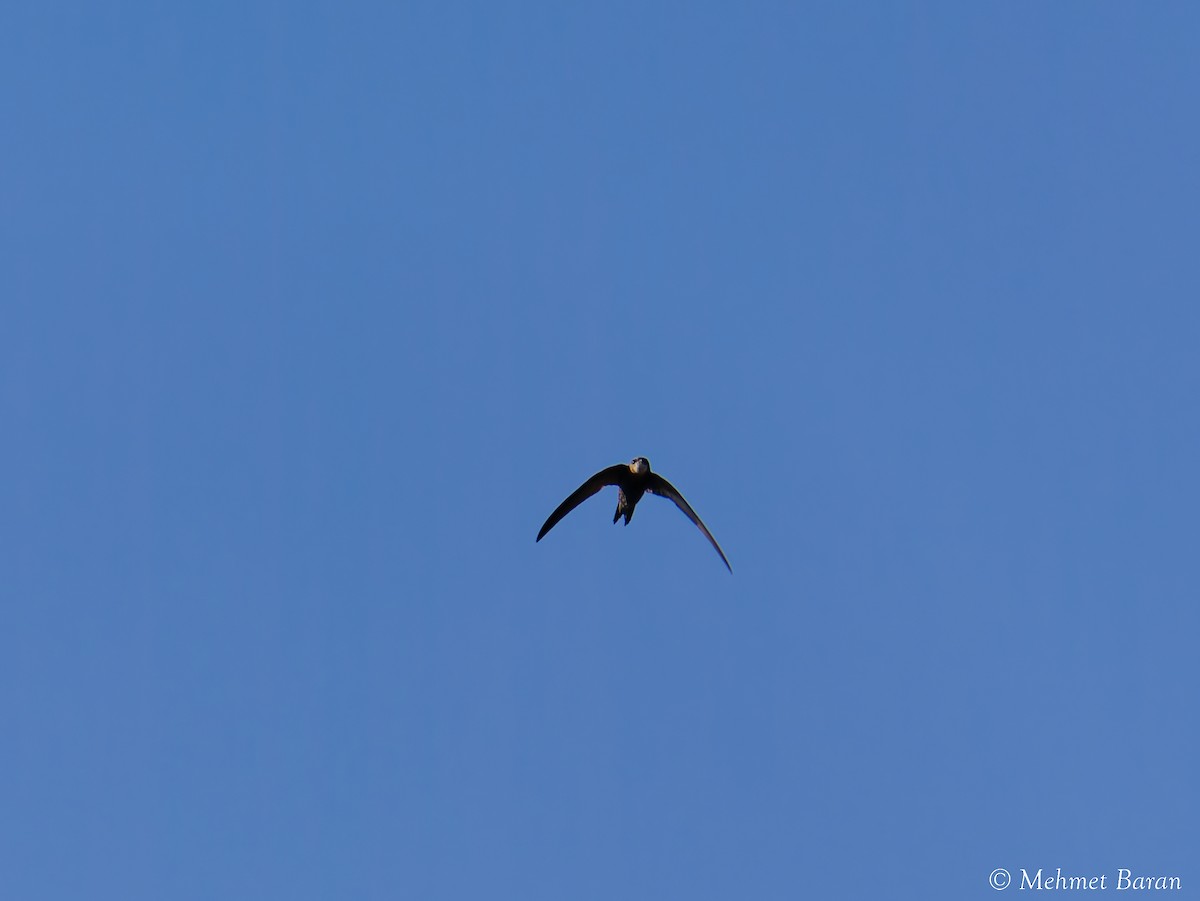 Common Swift - ML640371746