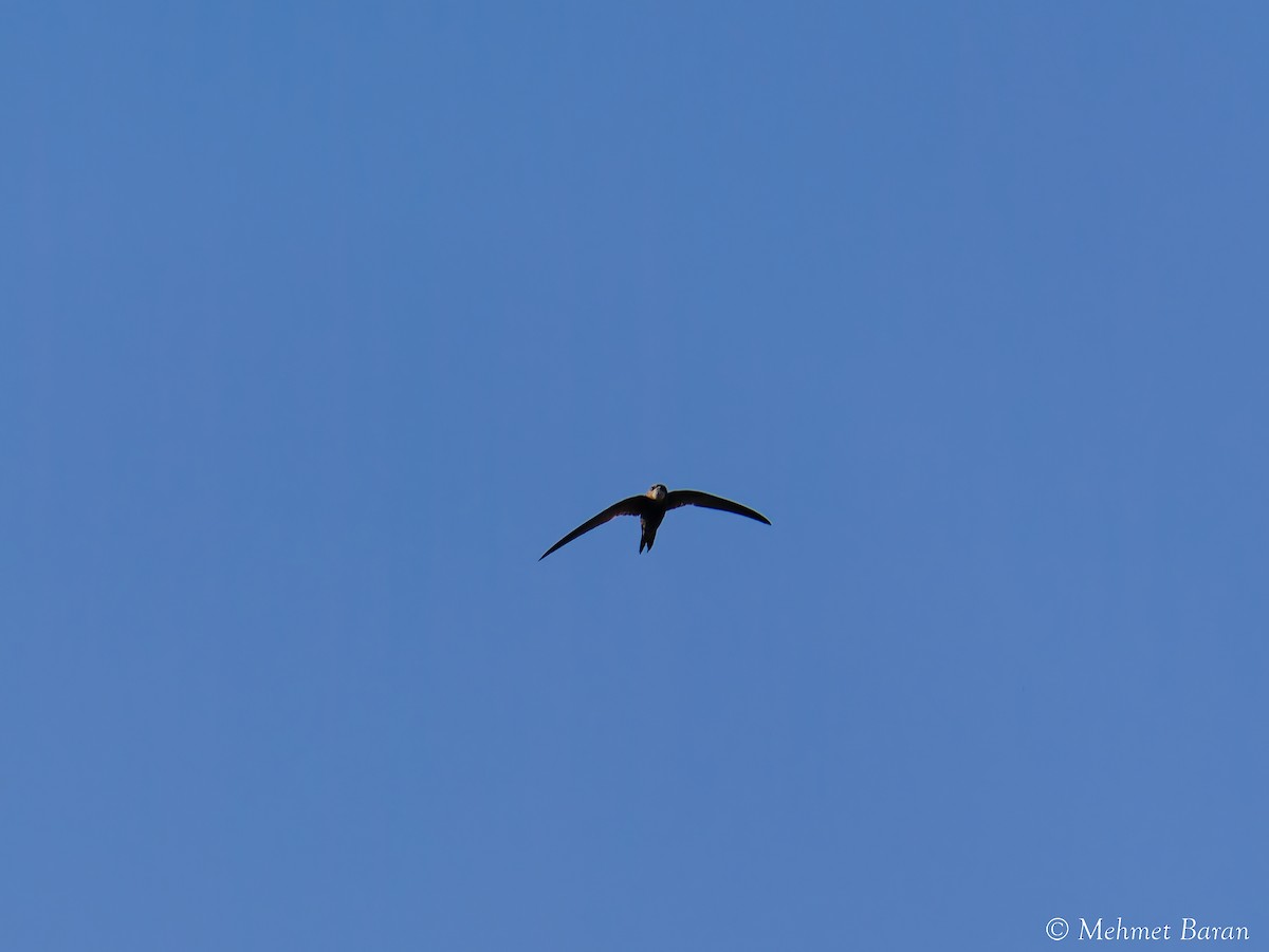 Common Swift - ML640371747