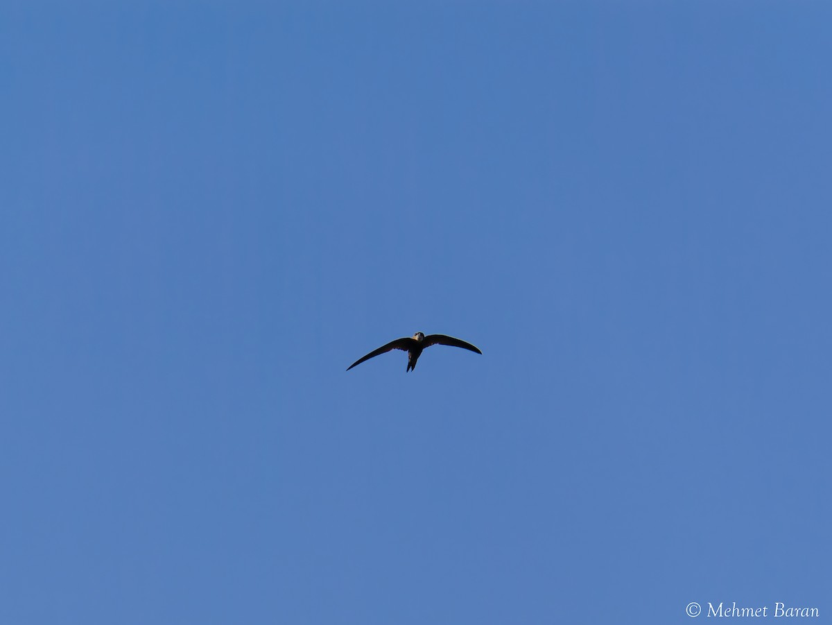 Common Swift - ML640371748