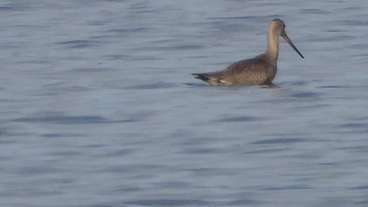 Hudsonian Godwit - ML640371816