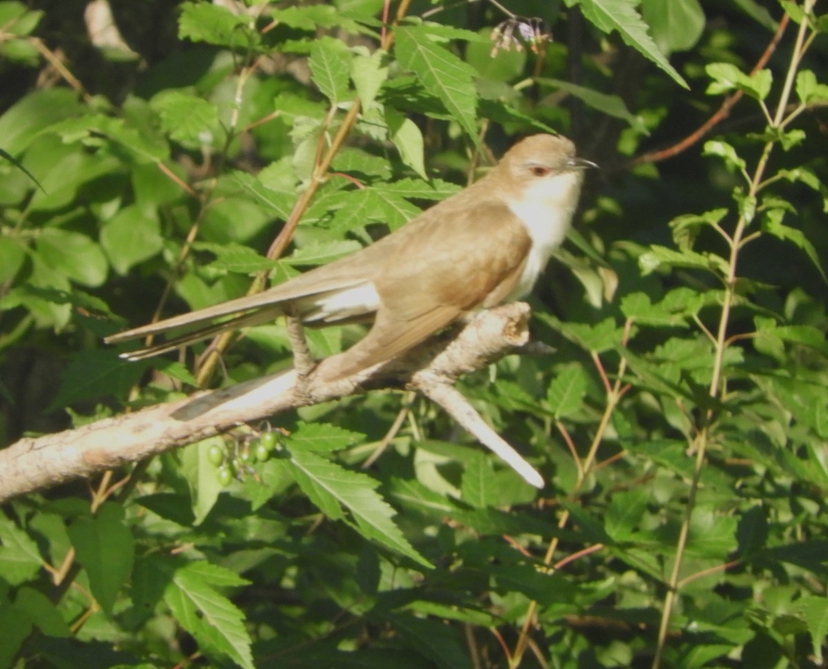 Black-billed Cuckoo - ML640371835