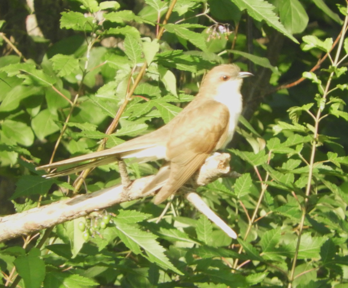 Black-billed Cuckoo - ML640371836