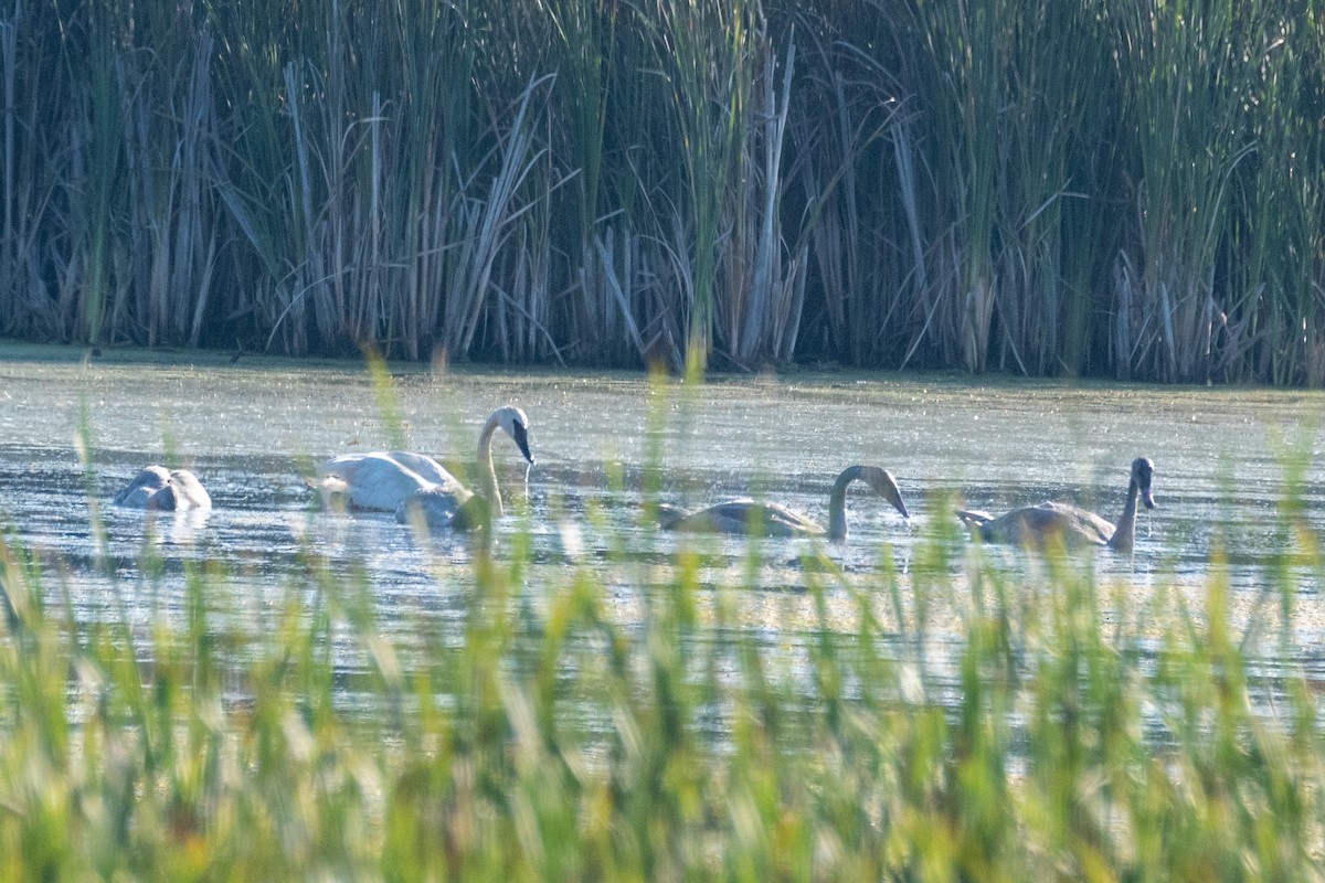 Trumpeter Swan - ML640371845
