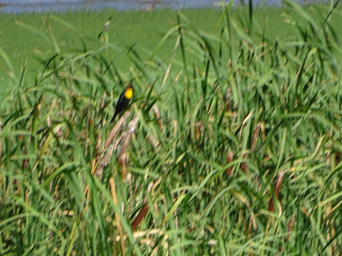 Yellow-headed Blackbird - ML640371879