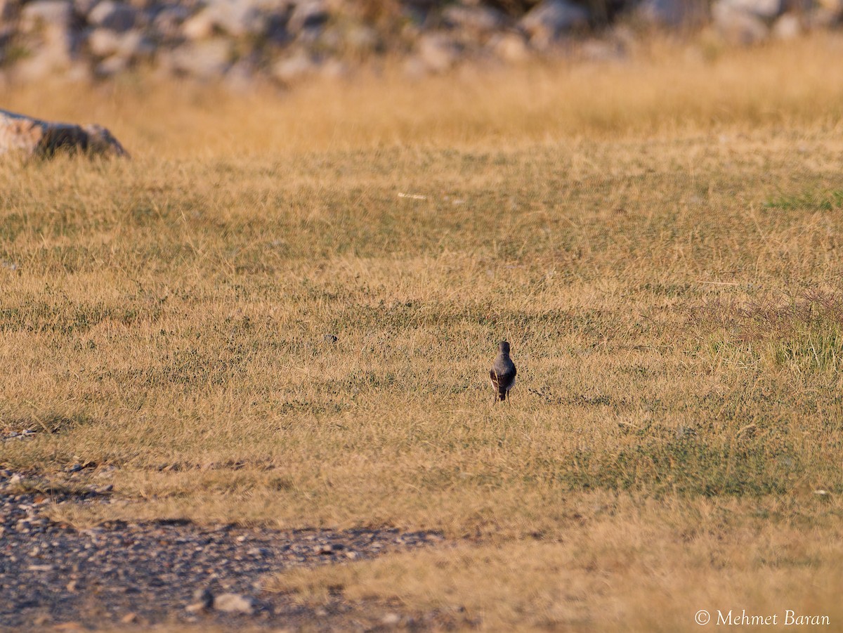 Northern Wheatear - ML640371908