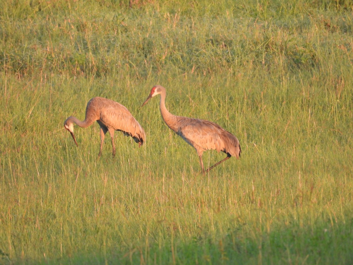 Sandhill Crane - ML640371941
