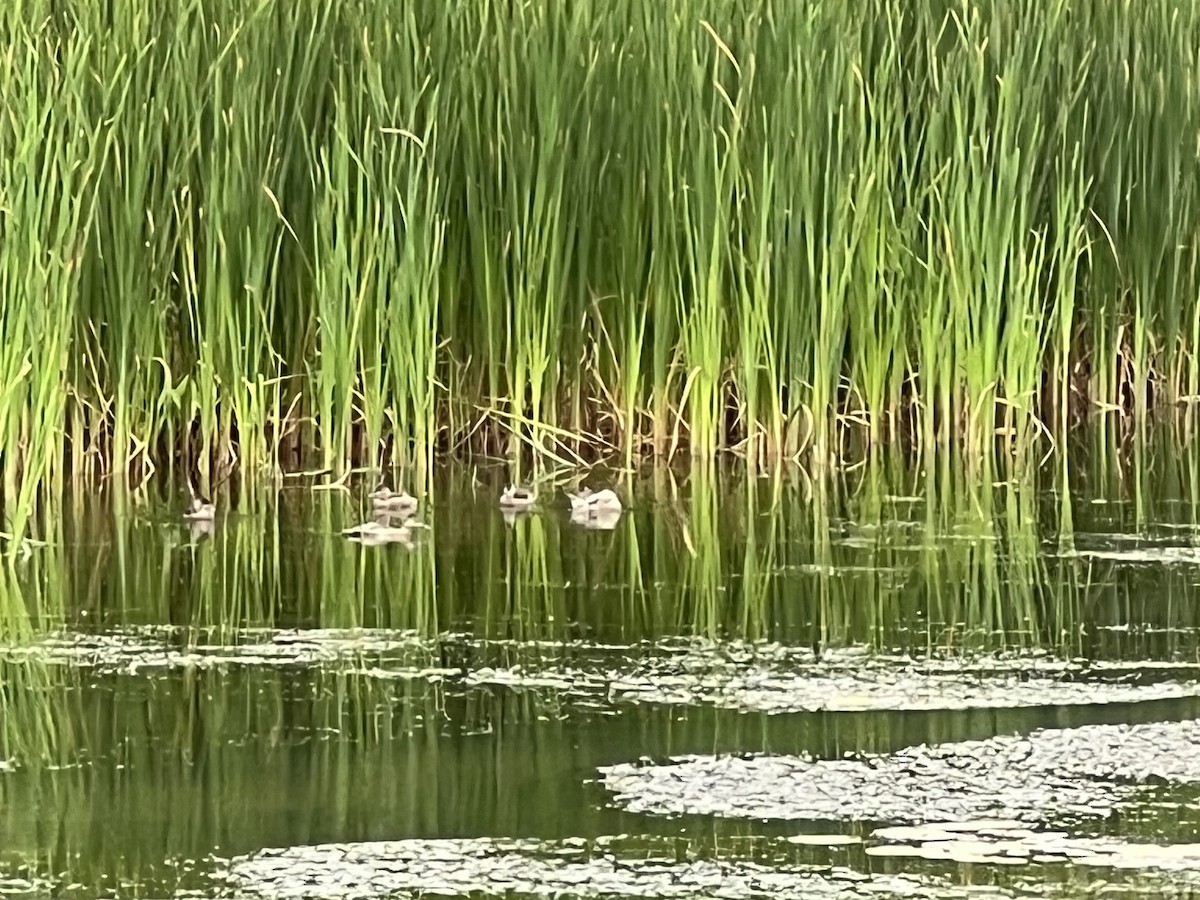 Blue-winged Teal - ML640371961