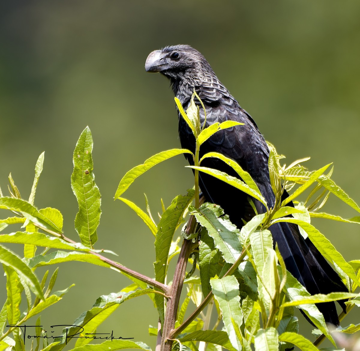 Glattschnabelani - ML640371989