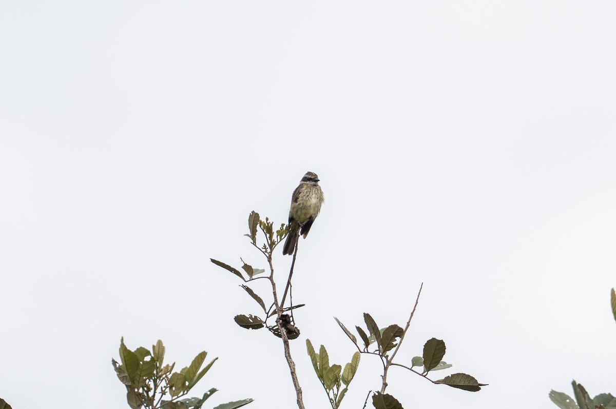 Piratic Flycatcher - ML640372036