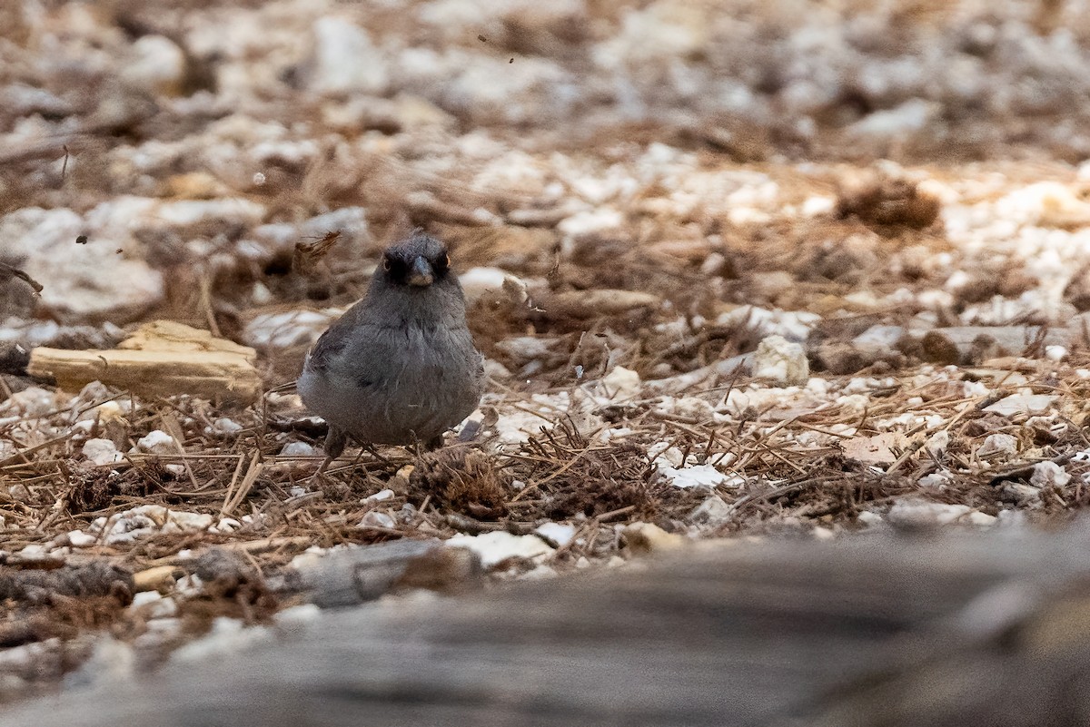 Yellow-eyed Junco - ML640372058