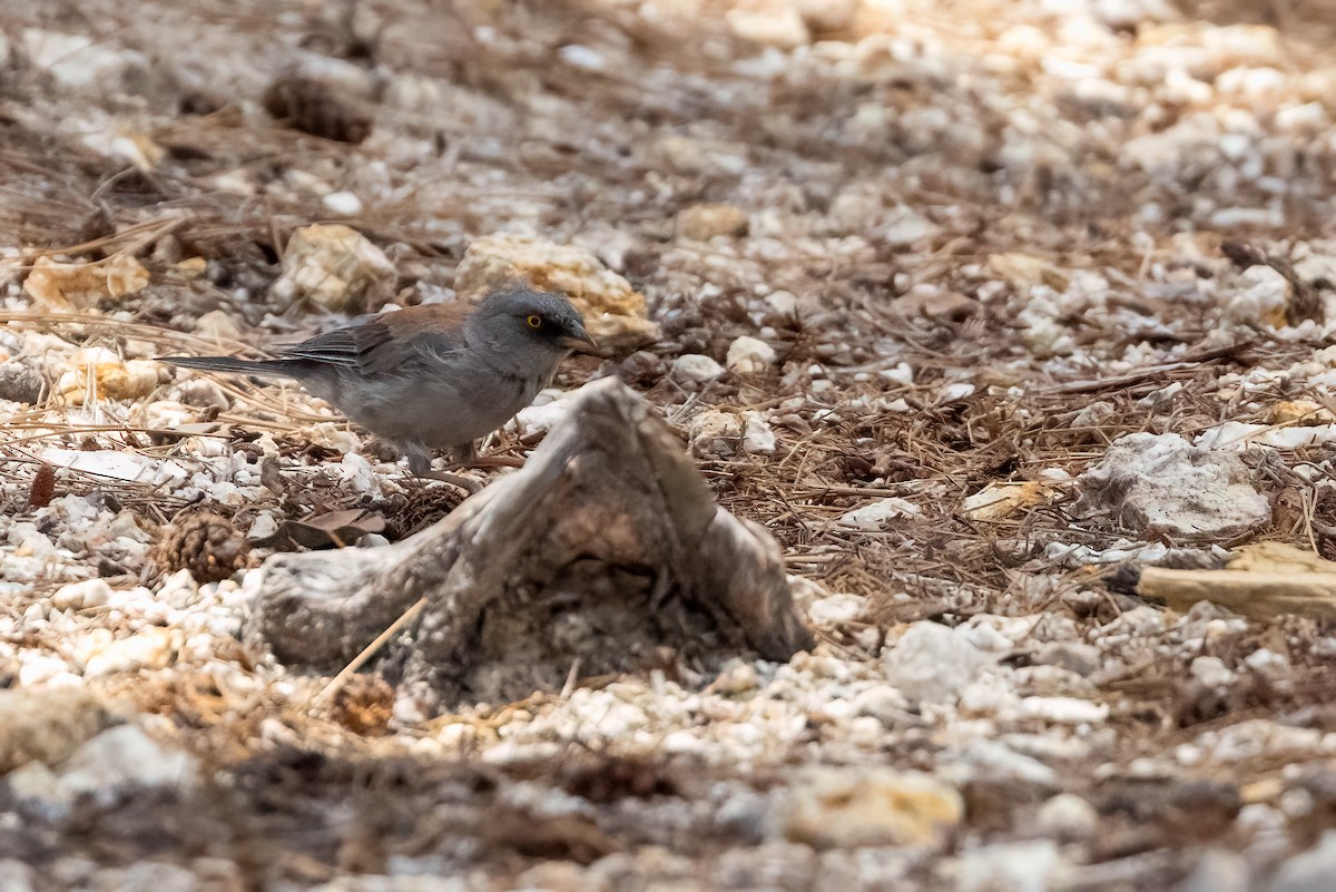 Yellow-eyed Junco - ML640372059