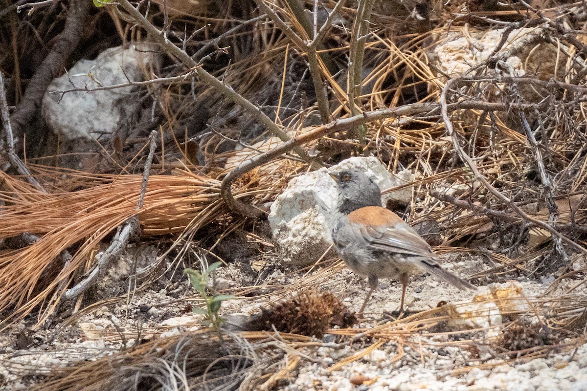 Yellow-eyed Junco - ML640372061