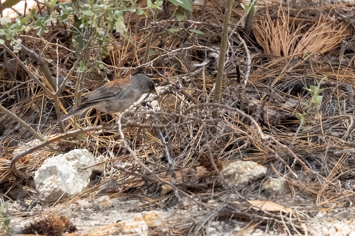 Yellow-eyed Junco - ML640372062