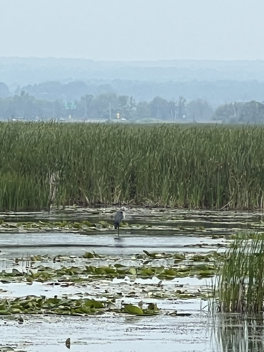 Great Blue Heron - ML640372075
