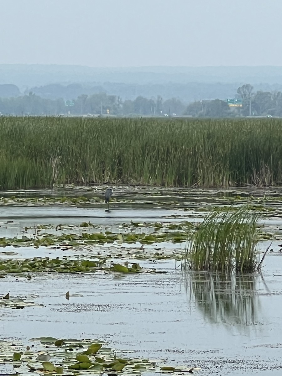 Great Blue Heron - ML640372076