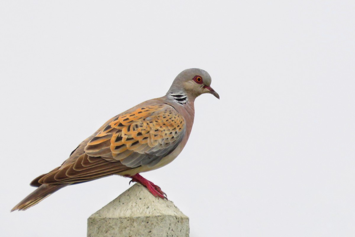 European Turtle-Dove - ML640372093
