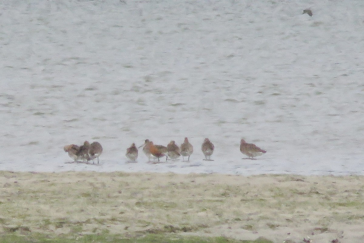 godwit sp. - ML640372102