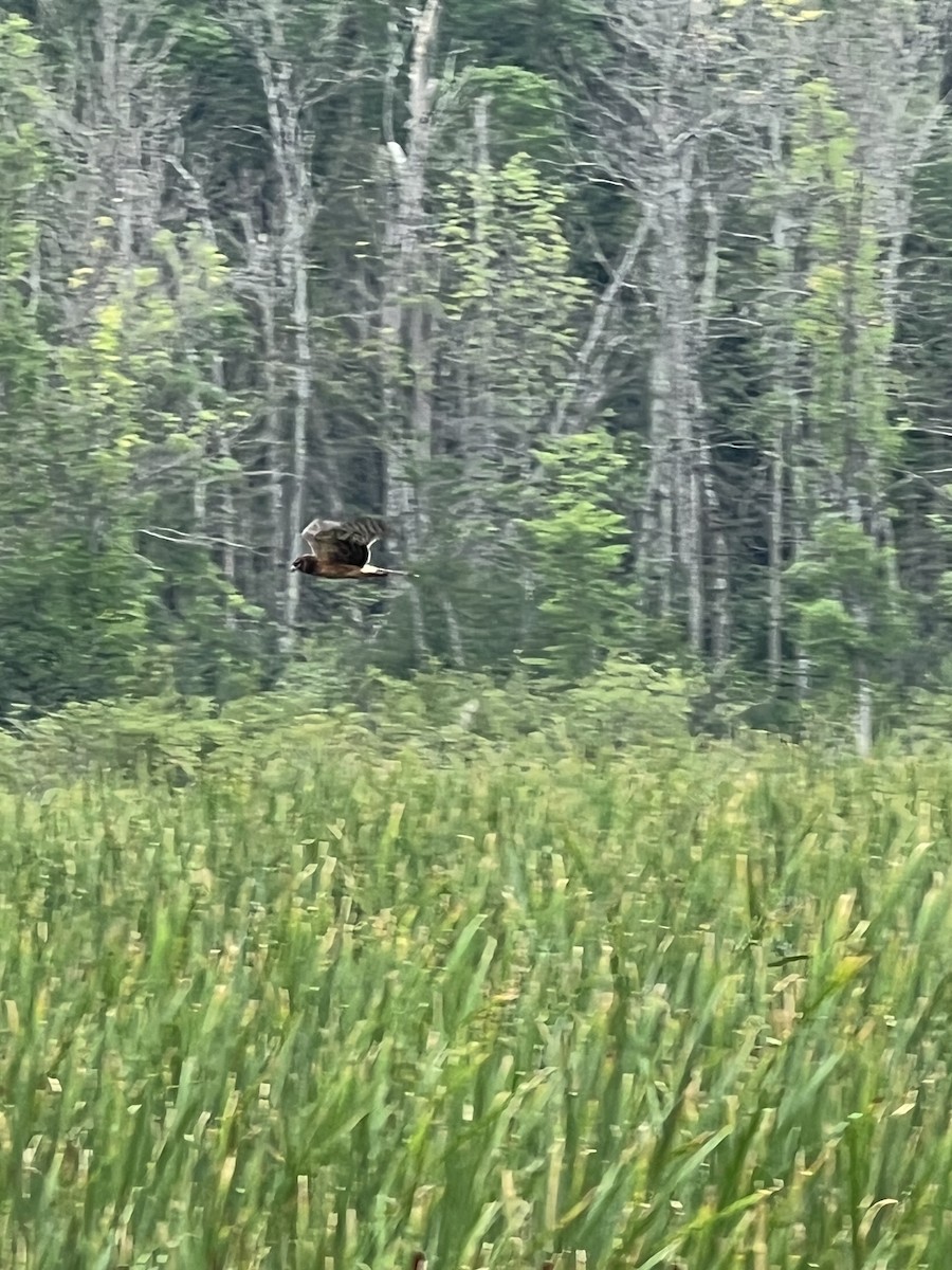 Northern Harrier - ML640372239