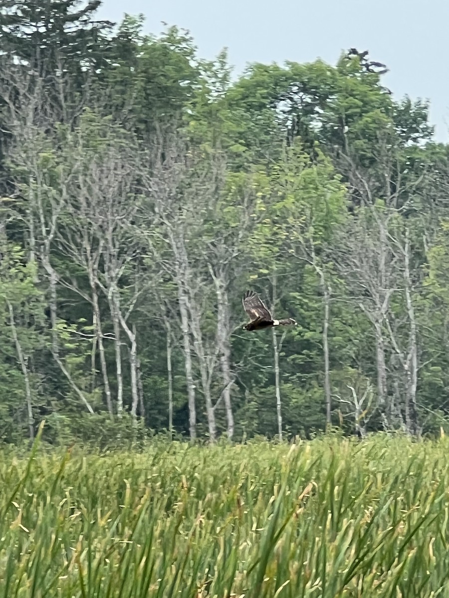 Northern Harrier - ML640372240