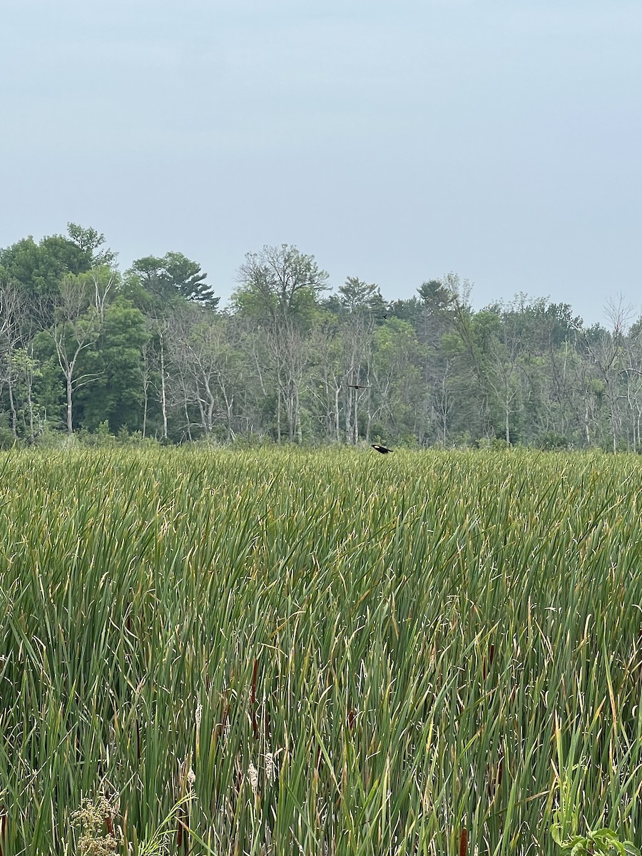 Northern Harrier - ML640372241