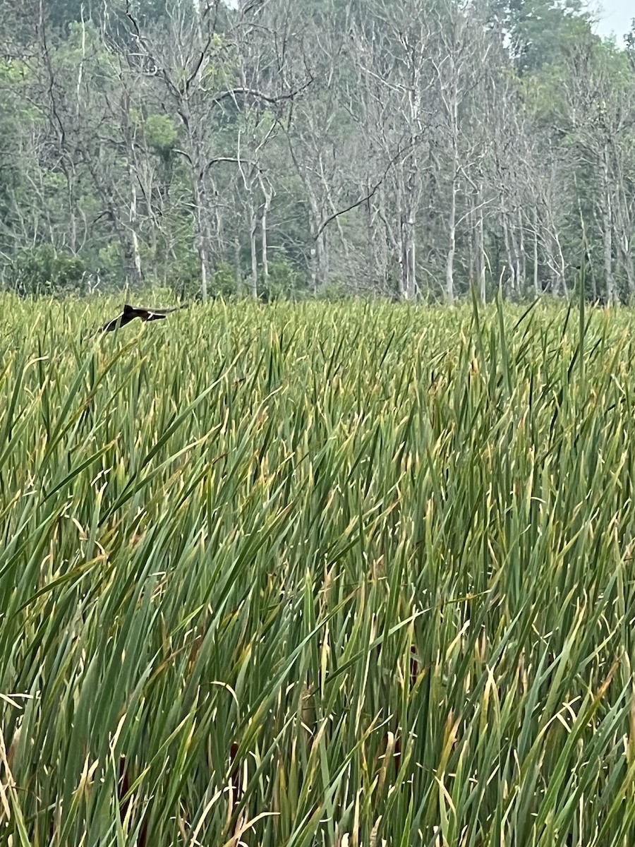 Red-winged Blackbird - ML640372272