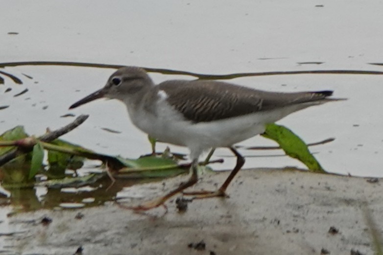 Spotted Sandpiper - ML640372298