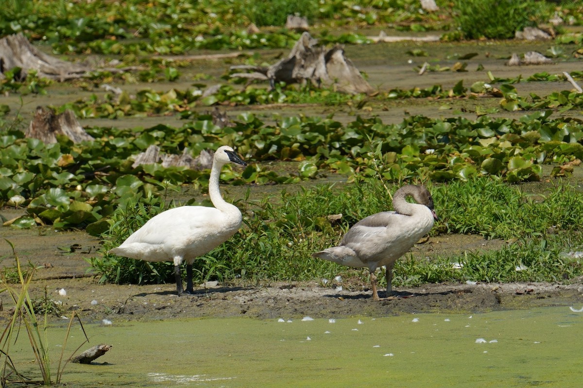 Trumpeter Swan - ML640372320