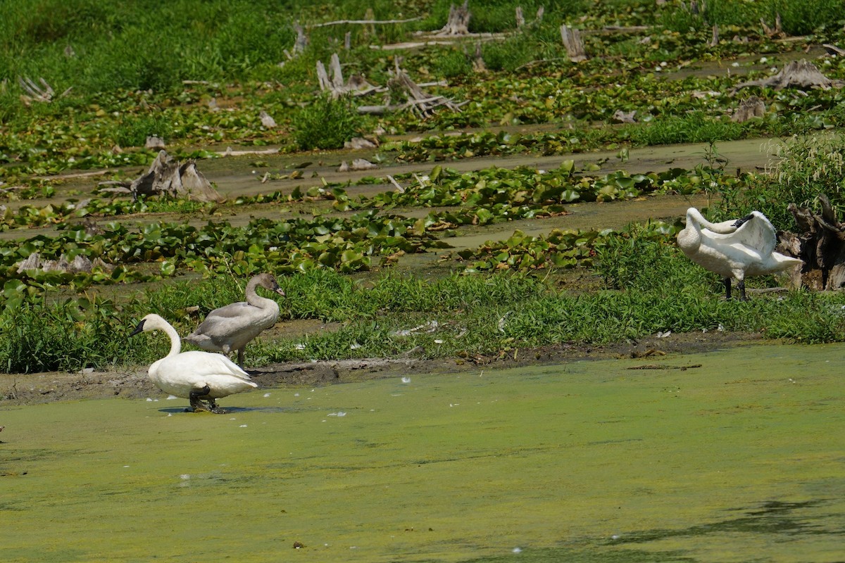 Trumpeter Swan - ML640372321