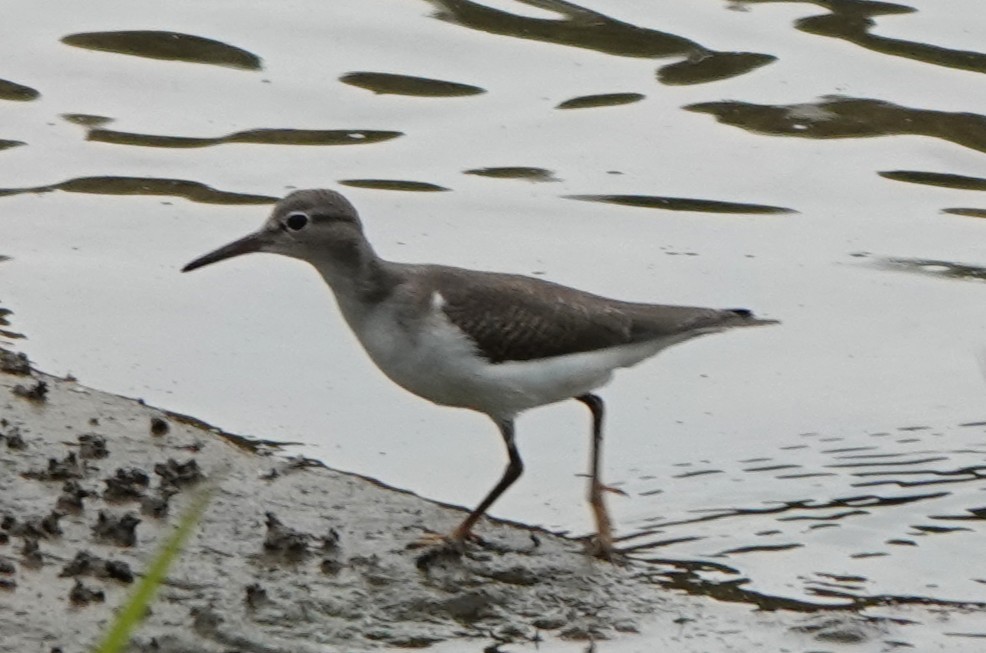 Spotted Sandpiper - ML640372352